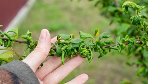 Jesienny oprysk mocznikiem pomoże wyeliminować ryzyko wystąpienia chorób drzew owocowych.