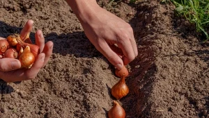 Najlepszym czasem na sadzenie tulipanów jest październik. Dobra technika przyniesie niesamowite efekty wiosną.