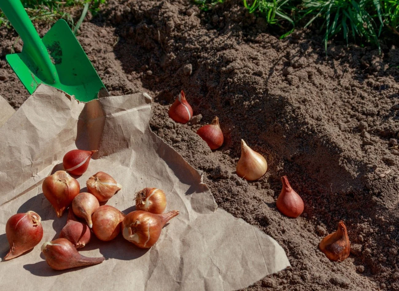 Przed posadzeniem tulipany dobrze jest zaprawić