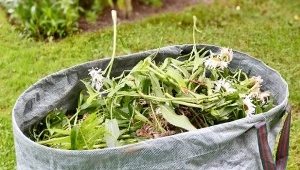 Przyszedł czas na oczyszczanie ogrodu z resztek - dlaczego to ważne? Odpowiadamy.