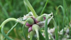 Cebula wielopiętrowa (Allium cepa var. proliferum) nazywana jest również egipską.