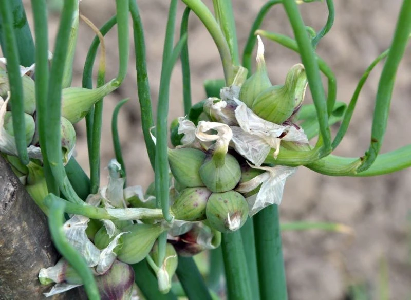 Wszystkie części cebuli wielopiętrowej nadają się do spożycia