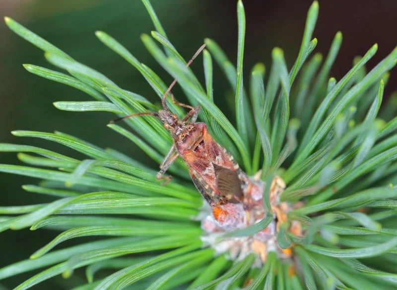 Wtyk amerykański żywi się sokiem iglaków