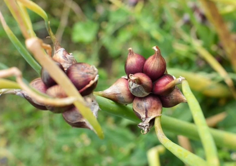 Uprawiając cebulę egipską, nie zapominajmy o jej podlewaniu