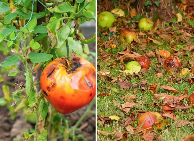 Podgniłe owoce i warzywa to odpad po zbiorach, którego musisz się pozbyć