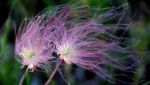 Kuklik trójkwiatowy to oryginalna roślina, która zachwyca swoim nietuzinkowym wyglądem.