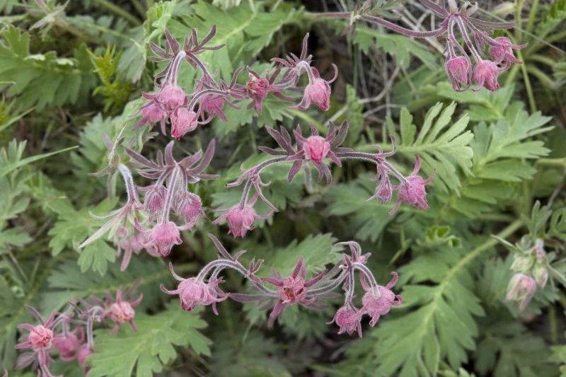 Kwiaty kuklika trójkwiatowego pojawiają się od wczesnej wiosny do późnego lata