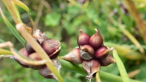 Warzywa wieloletnie w ogrodzie potrafią efektownie wypełniać przestrzeń, na przykład ten wielkolud, którego słodko-kwaśne ogonki liściowe to przysmak, jakich mało.