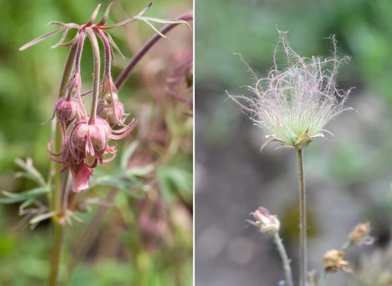 Po przekwitnieniu kwiaty kuklika trójkwiatowego przekształcają się w puszyste owocostany