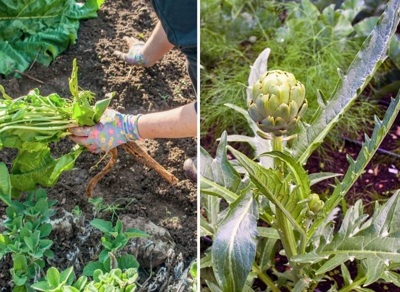 Uprawiając w ogrodzie rośliny wieloletnie, jak chrzan czy karczochy, możesz dłużej cieszyć się doskonałym plonem i to przy mniejszej ilości pracy, ...