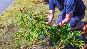 Poznaj najczęstsze błędy podczas rozmnażania bylin jesienią.