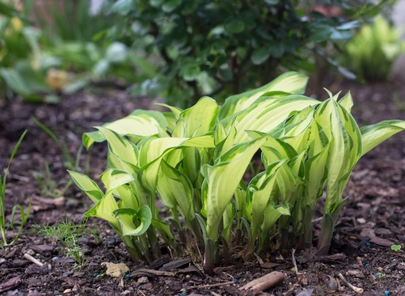 Chcesz rozmnożyć byliny jesienią