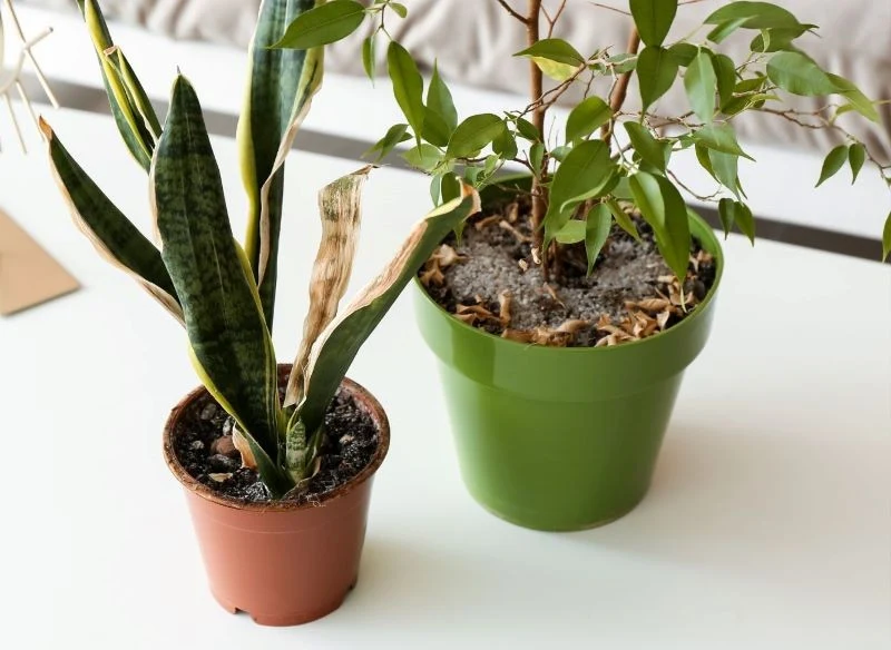 Pleśń w doniczce trzeba zacząć zwalczać, gdy tylko się pojawi