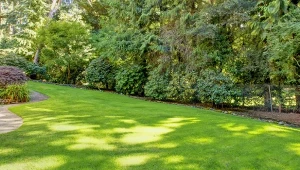 Jesienna pielęgnacja trawnika to złożone zadanie, ale warto poświęcić czas na jego wykonanie, bo trawa wzmocni się na zimę i piękniej odbije wiosną.