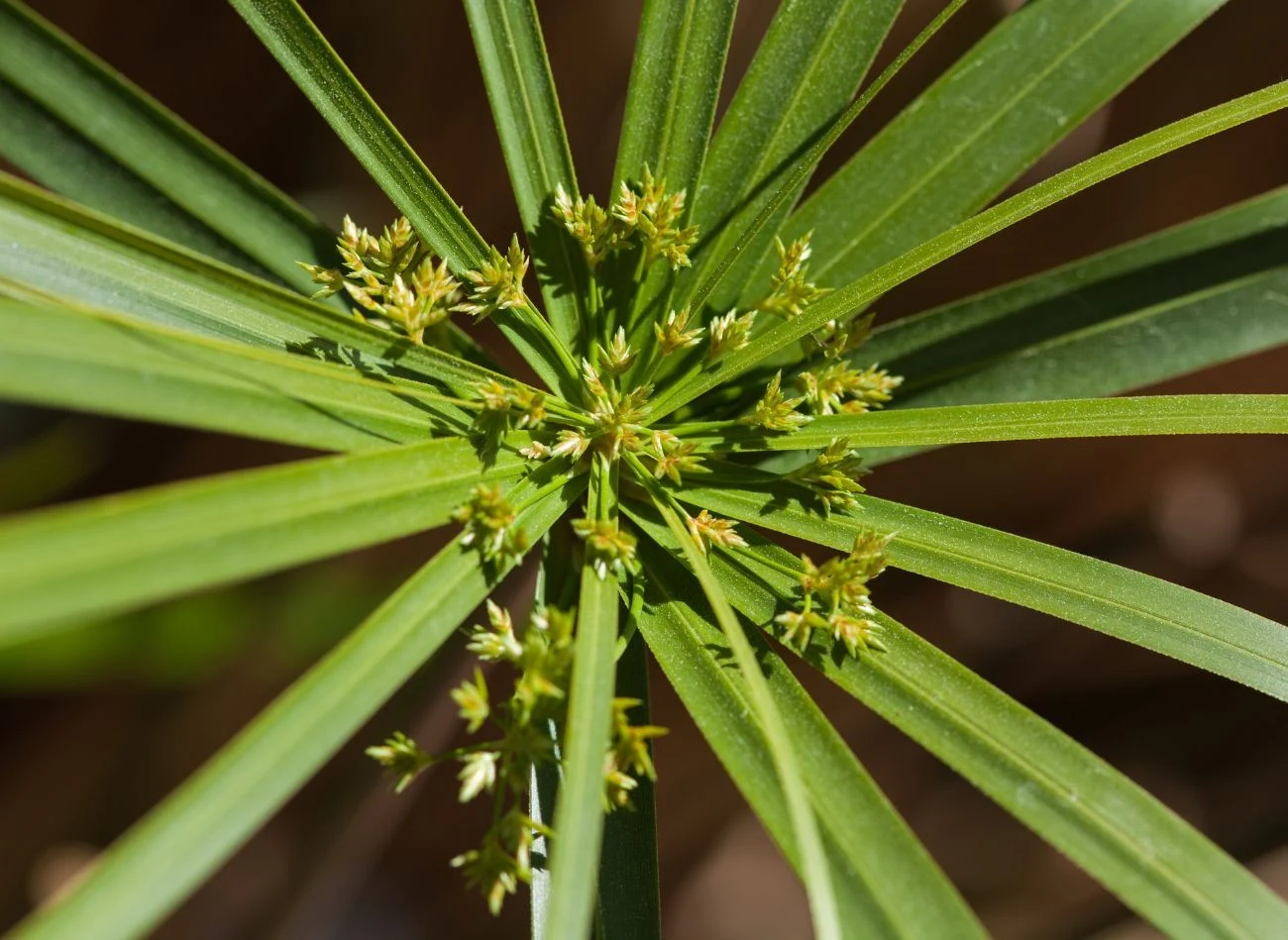 Mniej docenianym elementem papirusa są jego kwiaty