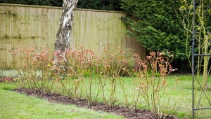 Sprawdź, czy róże posadzone jesienią trzeba okrywać.