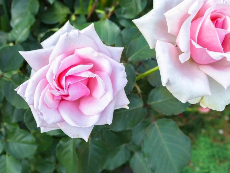 Jakie róże sadzić w październiku