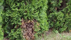 Brązowiejące tuje można uratować. Problemem są nie tylko grzyby, które atakują krzew.