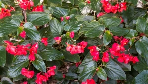 Begonia dragon nie jest odporna na mróz, ale można ją przezimować.