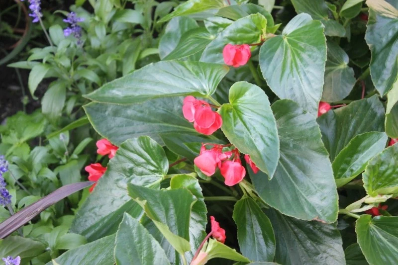 Begonię dragon najlepiej przezimować w chłodnym, jasnym, suchym i przewiewnym pomieszczeniu