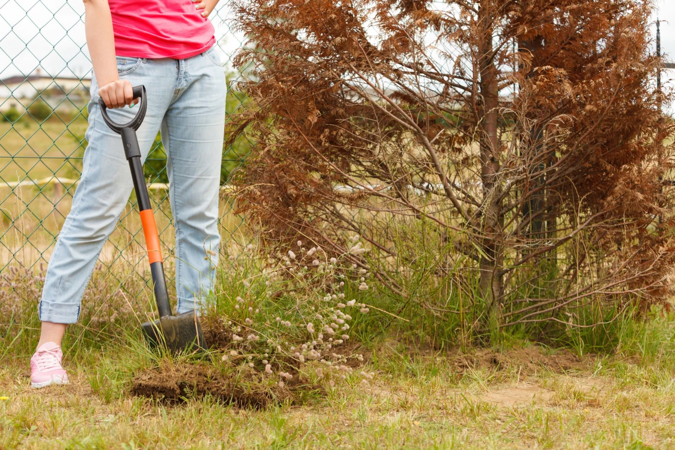 Nie zawsze można uratować zaatakowane przez chorobę żywotnika