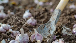 Jesienne nawożenie gleby, zwłaszcza z pomocą materii organicznej, przygotuje ją do sadzenie warzyw, np. czosnku, w październiku i listopadzie.