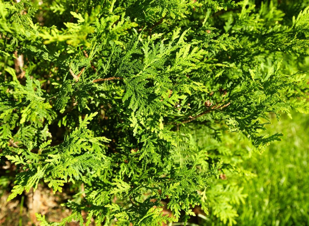 Dolistnie do tui należy stosować siarczan magnezu