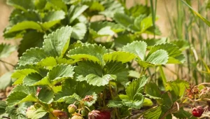 Jak pielęgnować truskawki jesienią? Podlej krzaczki domowym nawozem, aby cieszyć się obfitymi plonami w następnym sezonie.