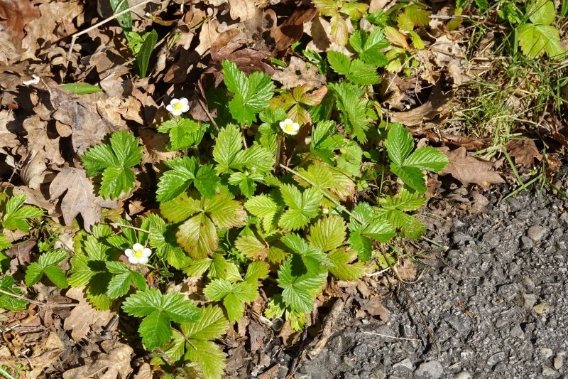 Truskawki wymagają regularnego podlewania oraz dostarczenia składników pokarmowych