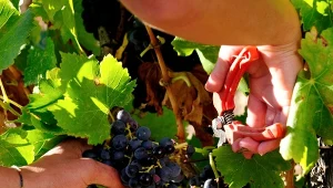 W okresie zbiorów i tuż po nich pojawia się kolejny naglący temat, a mianowicie jesienne cięcie winogron. Co to za zabieg i dlaczego ma znaczenie w przyszłorocznej uprawie?