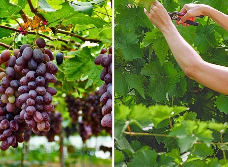 Cięcie krzewów winnych ma na celu wzmocnienie ich, uformowanie i pobudzenie do efektywniejszego kwitnienia