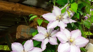 Chcesz pobudzić powojniki do ponownego kwitnienia? Sprawdź, co trzeba zrobić.