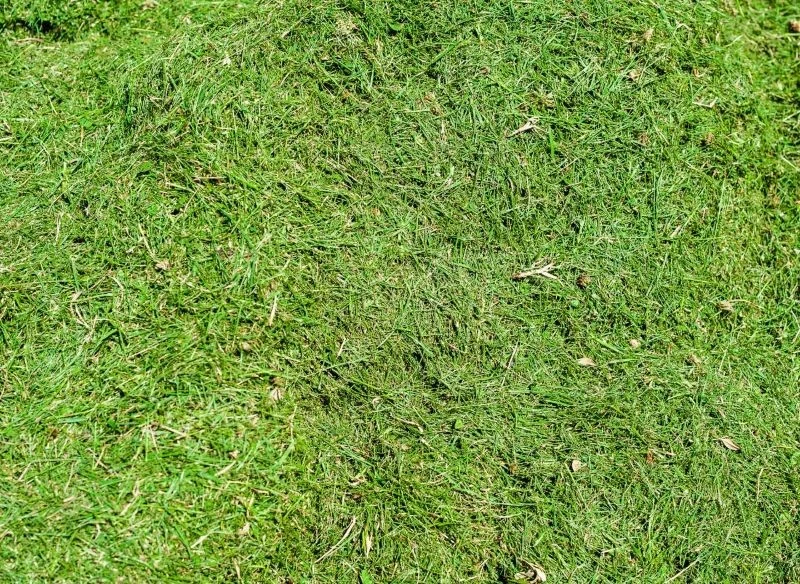 Mulczowanie to dobry sposób na chwasty na trawniku