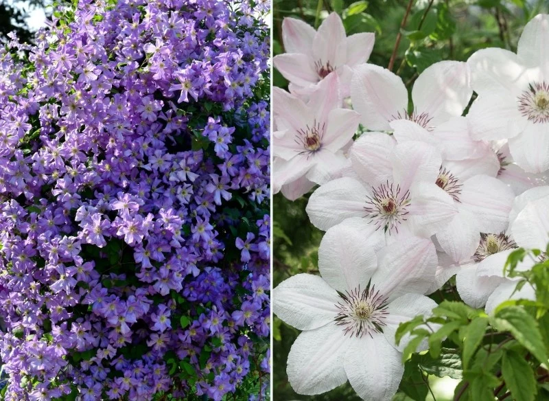 Do najdłużej kwitnących odmian powojników możemy zaliczyć m