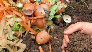 Kompostowanie się opłaca z wielu powodów. Przede wszystkim pozwala ono wykorzystywać odpadki zamiast się ich pozbywać.