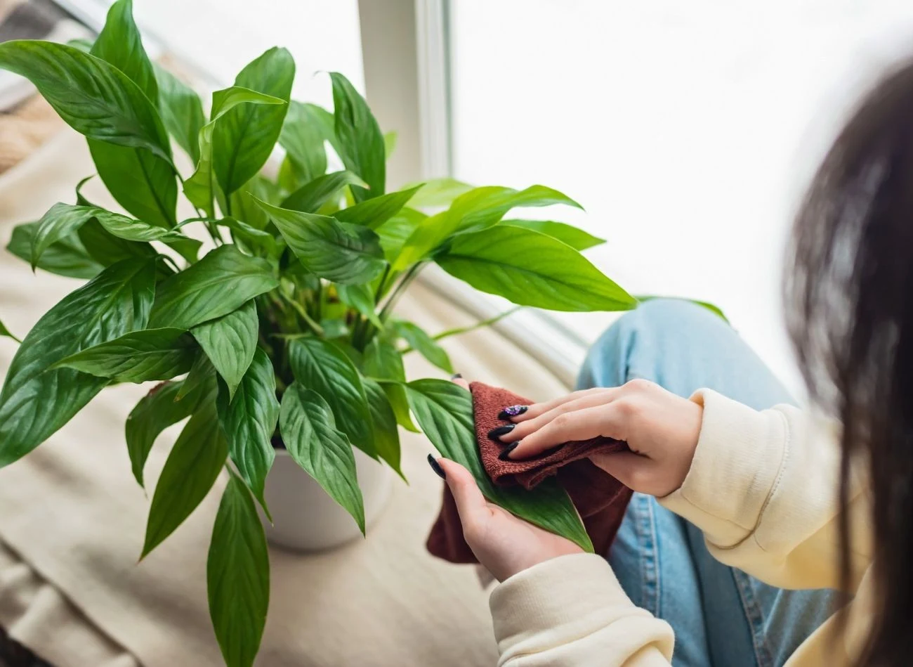 Skrzydłokwiat lubi, gdy dba się o jego liście - regularnie usuwa kurz i spryskuje wodą