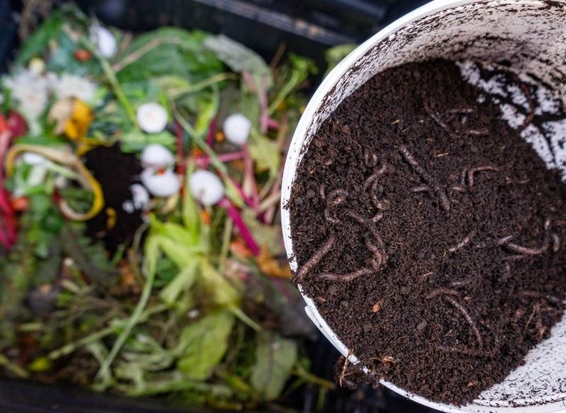 Dodanie żywych organizmów do kompostu przyspiesza procesu rozkładu, a otrzymana masa ma jeszcze lepszą strukturę