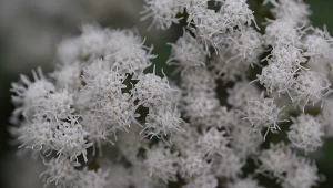 Sadziec (Eupatorium) to oryginalna bylina, która pięknie kwitnie.