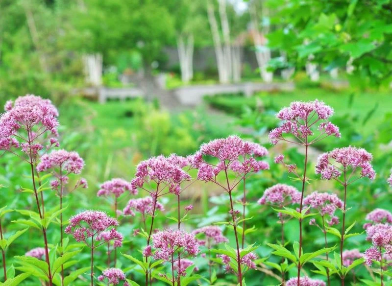 Sadziec wymaga przede wszystkim podlewania