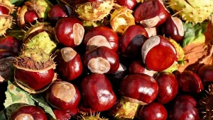 Kasztany z drzewa kasztanowca zwyczajnego różnią się od tych jadalnych. Nie wolno ich spożywać, ale można wykorzystać na wiele praktycznych sposobów.