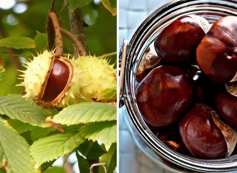 Kasztany to również sposób na odstraszanie pająków w domu