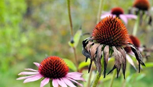 Co zrobić z jeżówkami po przekwitnięciu?