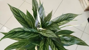 Silver Cupido to oryginalna odmiana skrzydłokwiatu o srebrzysto zielonym ulistnieniu.