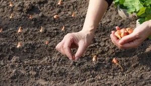 Zrób jedną rzecz, zanim posadzisz cebulę jesienią. Główki będą duże i zdrowe.