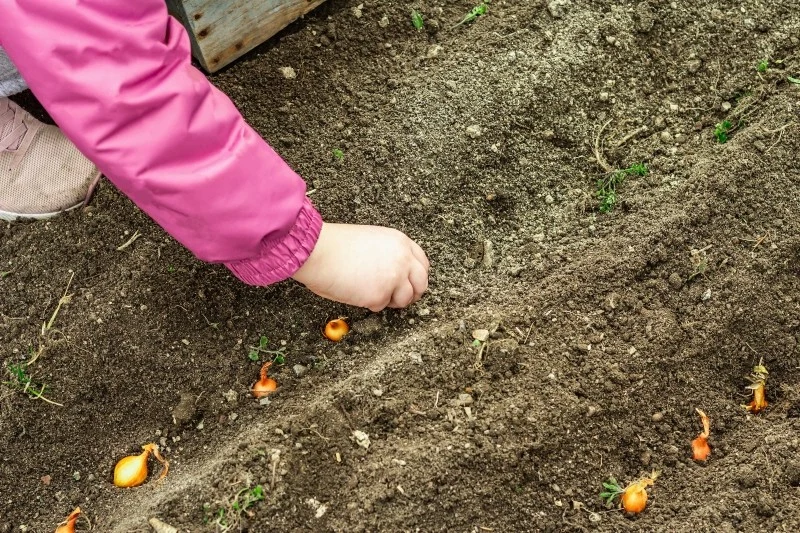 Przed posadzeniem cebuli dymki należy odpowiednio przygotować stanowisko