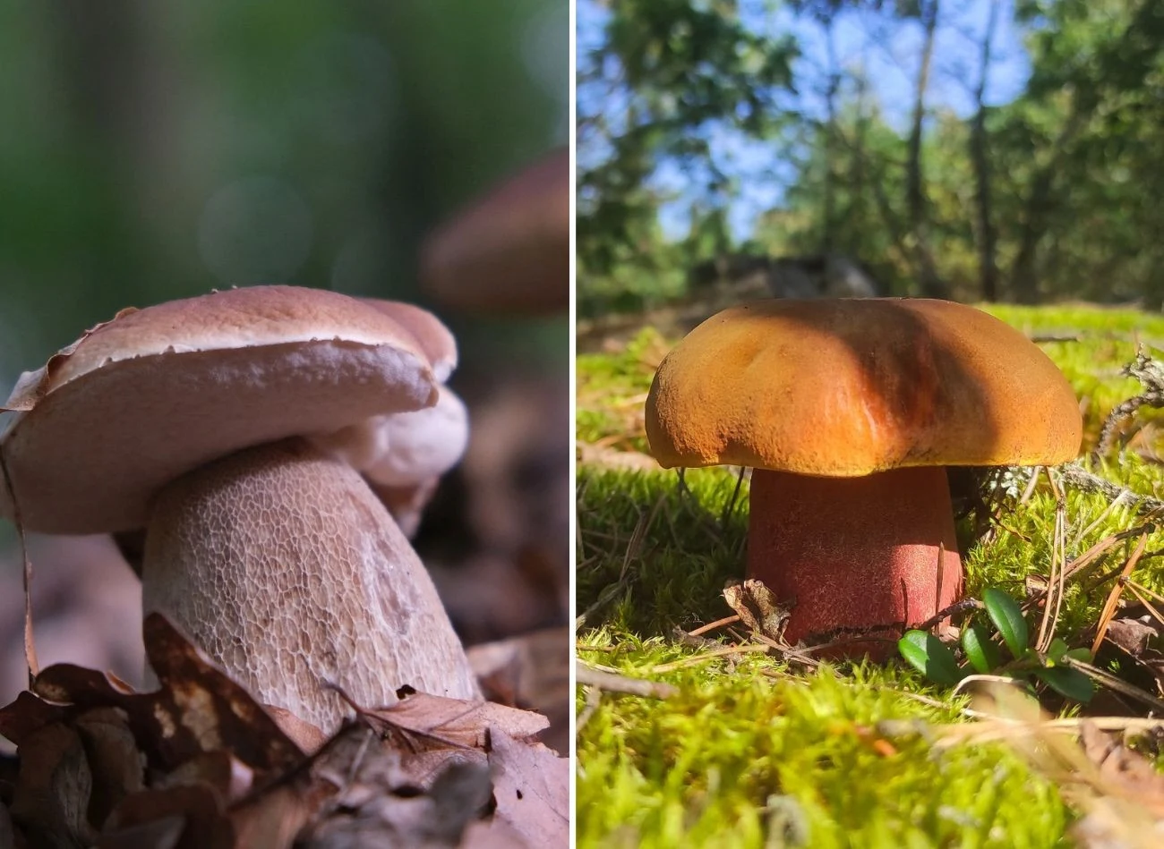 Borowika szlachetnego można pomylić z borowikiem szatańskim