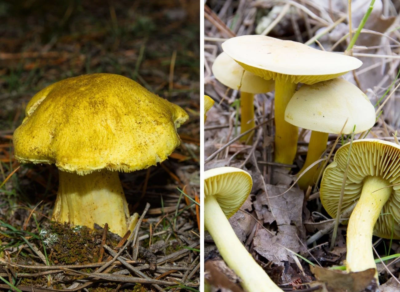 Jeśli nie jesteś wytrawnym grzybiarzem, możesz pomylić jadalną gąskę zieloną z gąską siarkową Fot