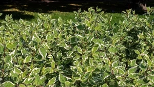 Dereń biały na żywopłot to świetny wybór, jeśli nie przeszkadza ci, że pozbywa się liści w zimie. Jednak wtedy uroku dodają mu czerwonoburgundowe pędy.