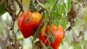 Sprawdź, co zrobić z krzakami pomidorów po zarazie ziemniaczanej.