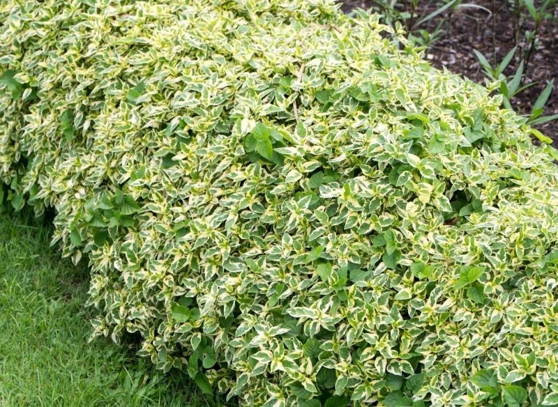 Niski żywopłot z derenia wygląda atrakcyjne, ale nic nie stoi na przeszkodzie, abyś wykorzystał roślinę do zbudowania prawdziwiej, zielonej ściany